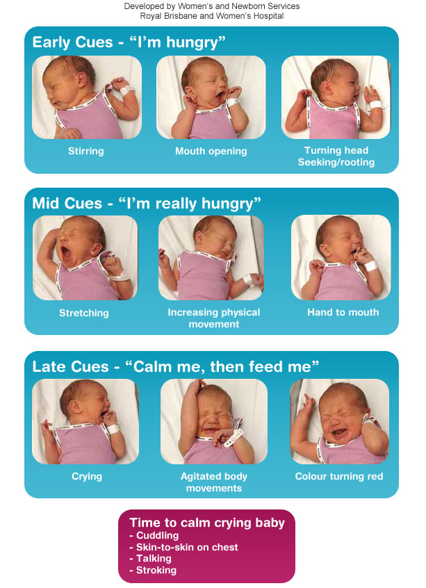 A visual guide to feeding cues. Early cues: stirring, mouth opening, turning head / seeking / routing; mid cues: stretching, increasing physical movement, hand to mouth; late cues: crying, agitated body movements, colour turning red